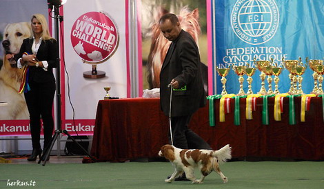 LT nugalėtojas 2010, Bittės pasirodymas jaunų šunų Best'e