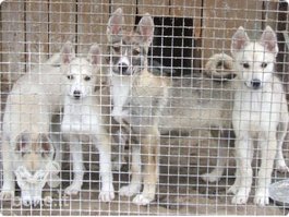 sibiro laika