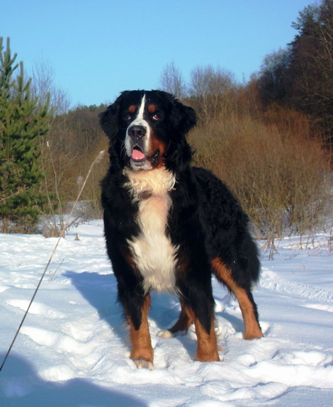 Lordhund Mango &scaron;uo