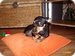 Vilene