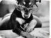 ladydog12