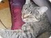 KittyLover