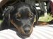 ILovemydogy