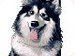 haito